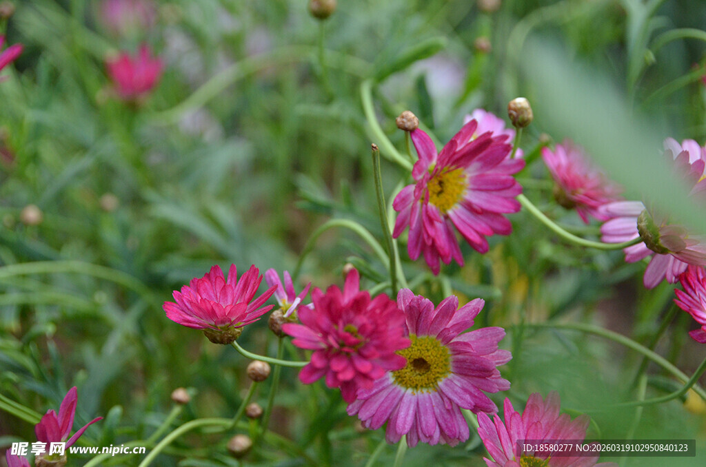 玛格丽特粉色雏菊绽放于绿野间