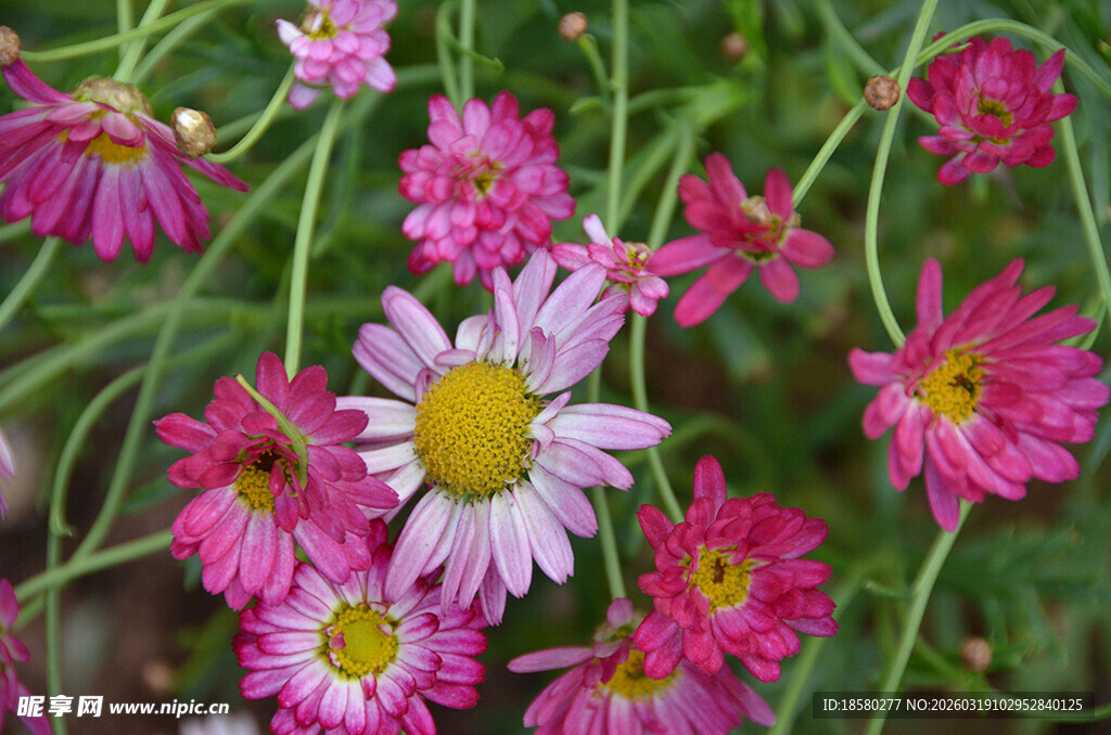 玛格丽特多彩雏菊绽放于绿意间