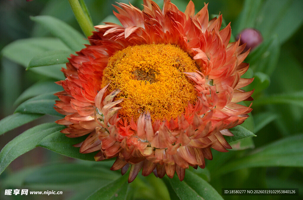 橙红色麦秆菊特写