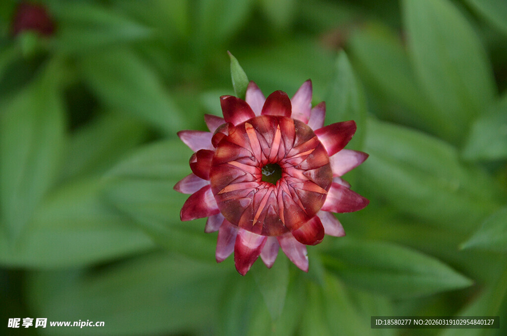 麦秆菊娇艳绽放的红色花朵