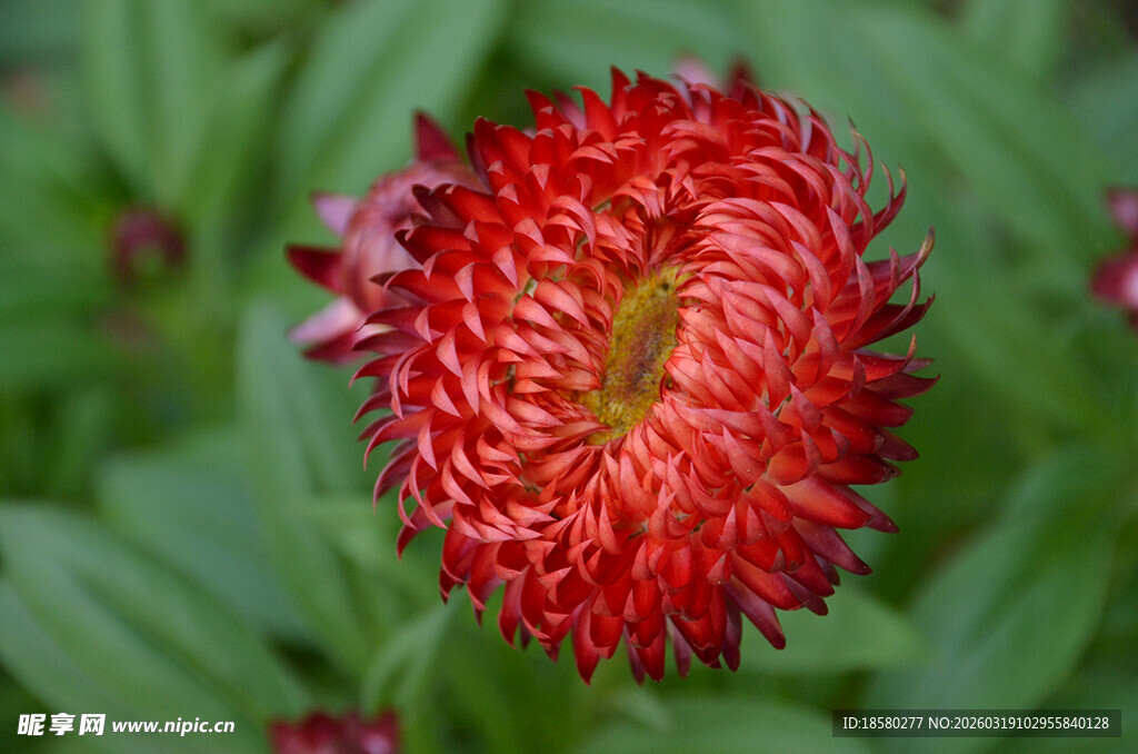 麦秆菊艳丽红色花朵特写