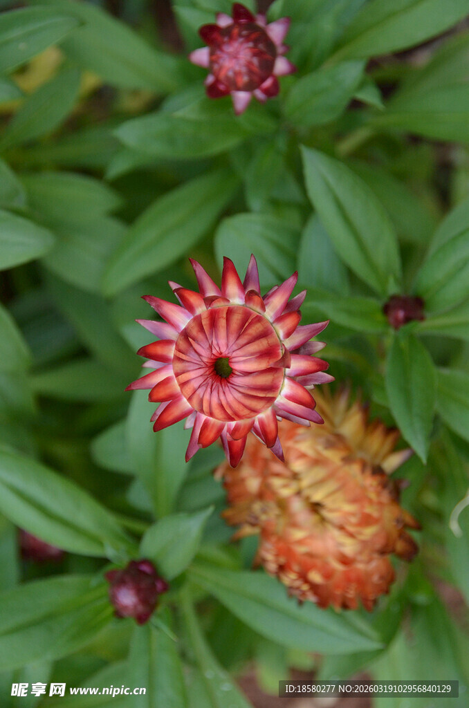 麦秆菊多彩菊类花卉特写