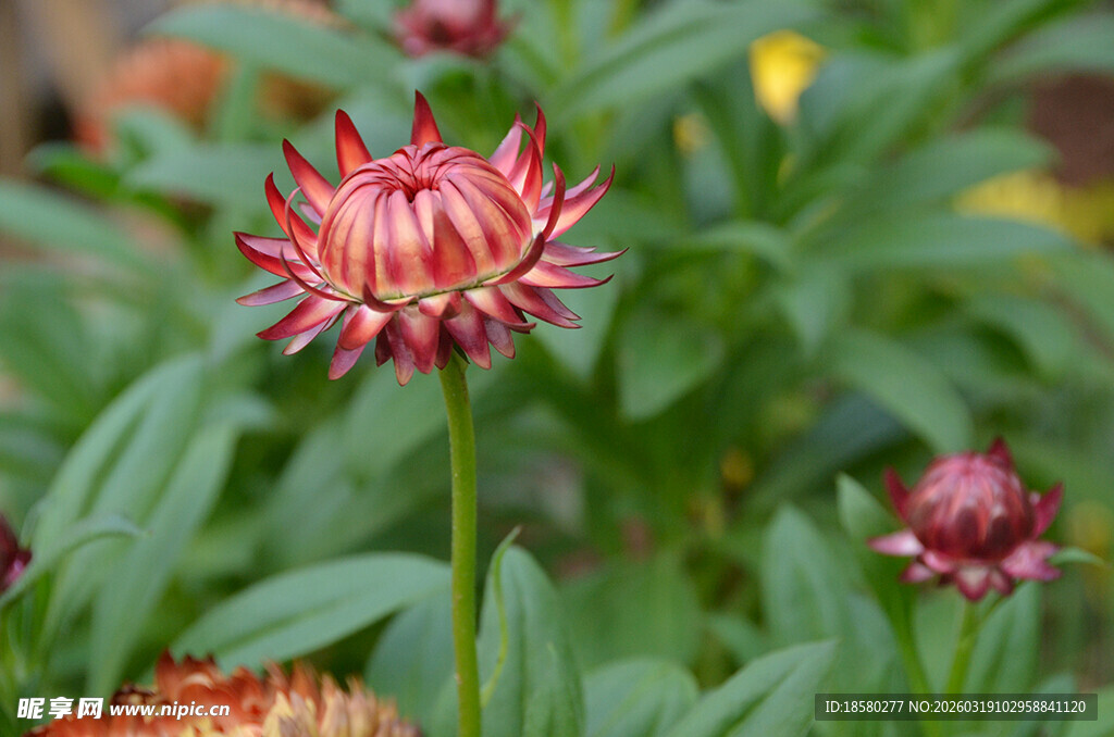 麦秆菊艳丽绽放的红色菊花