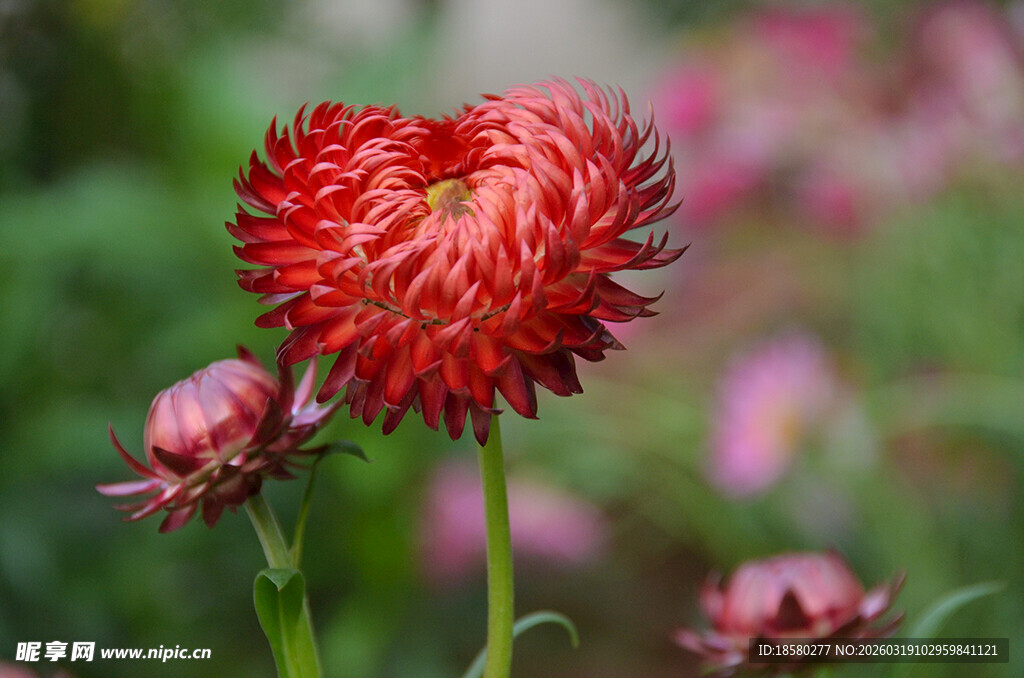 麦秆菊艳丽红翠菊绽放花园
