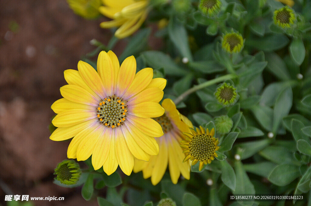 麦秆菊黄色雏菊绽放