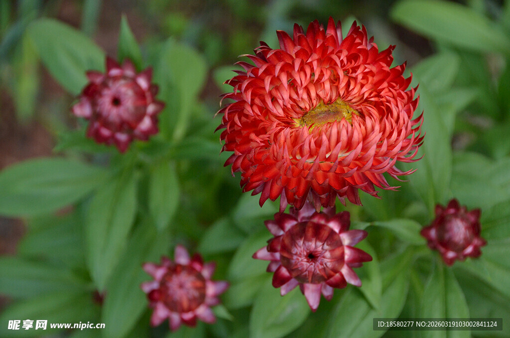 麦秆菊艳丽红花绽放绿叶间