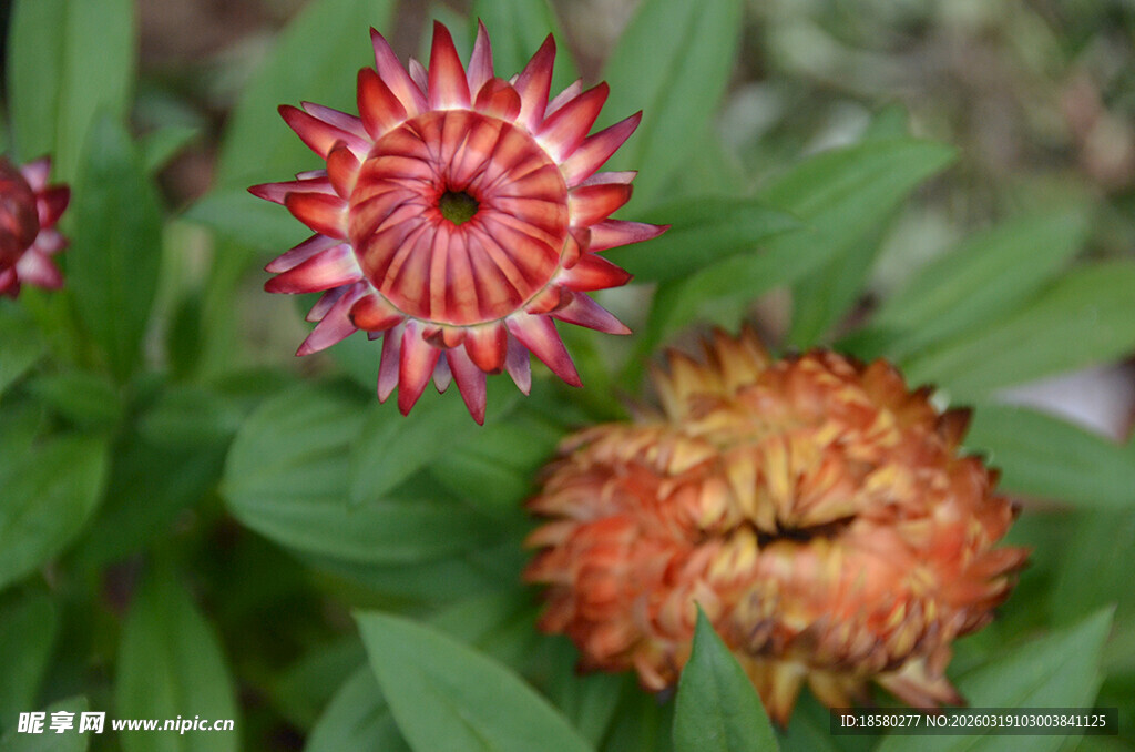 麦秆菊艳丽多彩花朵绽放