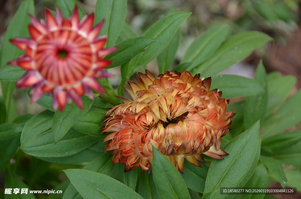 麦秆菊两朵多彩菊花绽放绿叶间