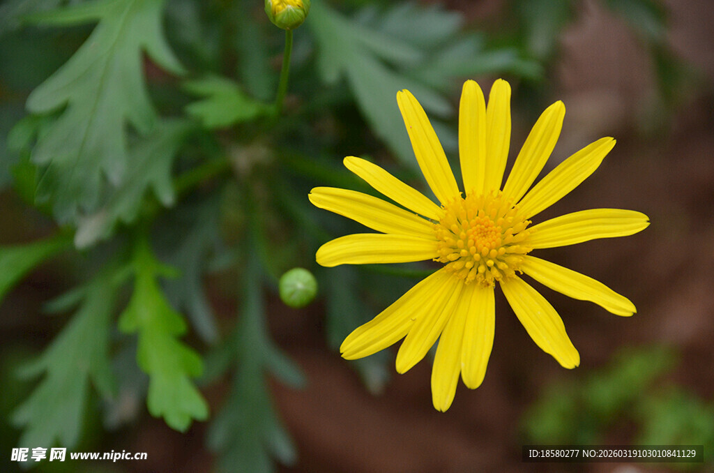 黄色小雏菊特写
