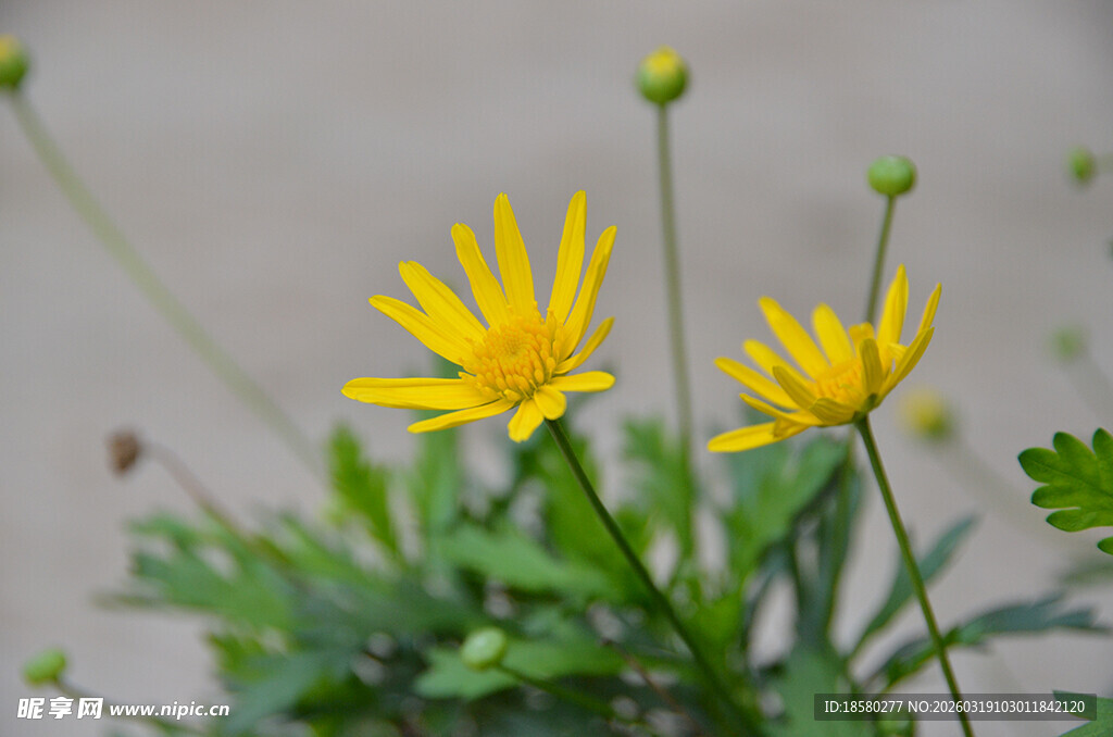 两朵绽放的黄色小雏菊