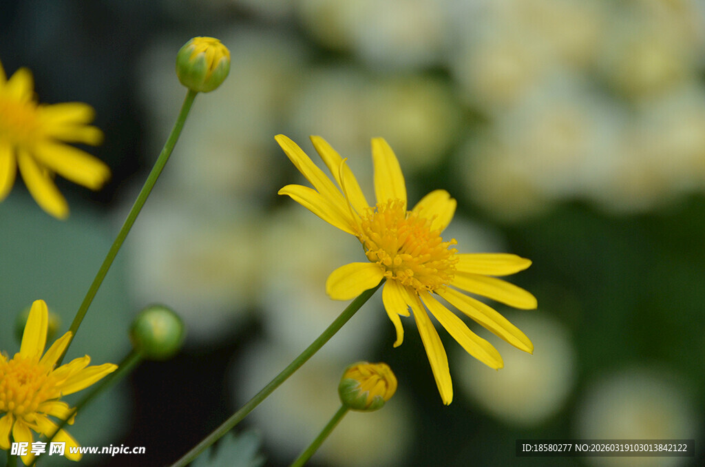 绽放的黄色小花