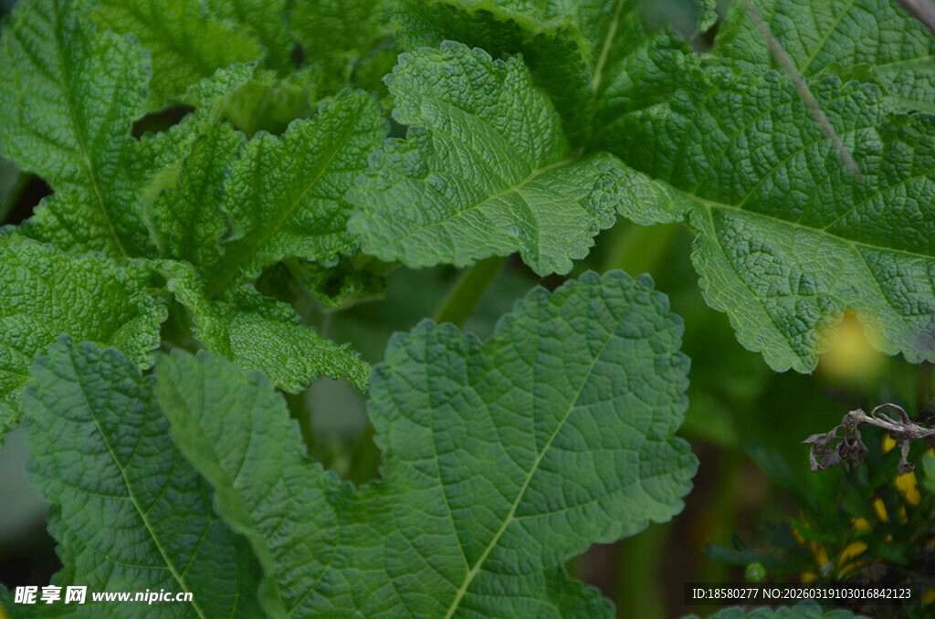 翠绿鲜嫩的蔬菜叶片