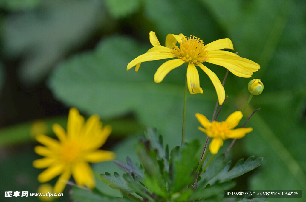 黄色小花绽放生机