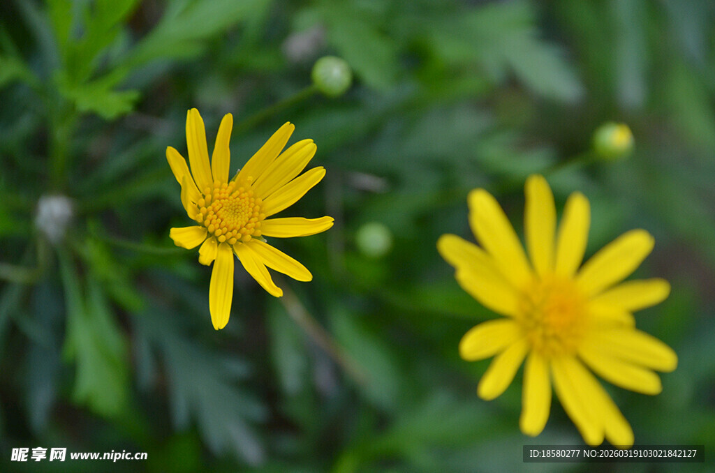 两朵绽放的黄色小野花