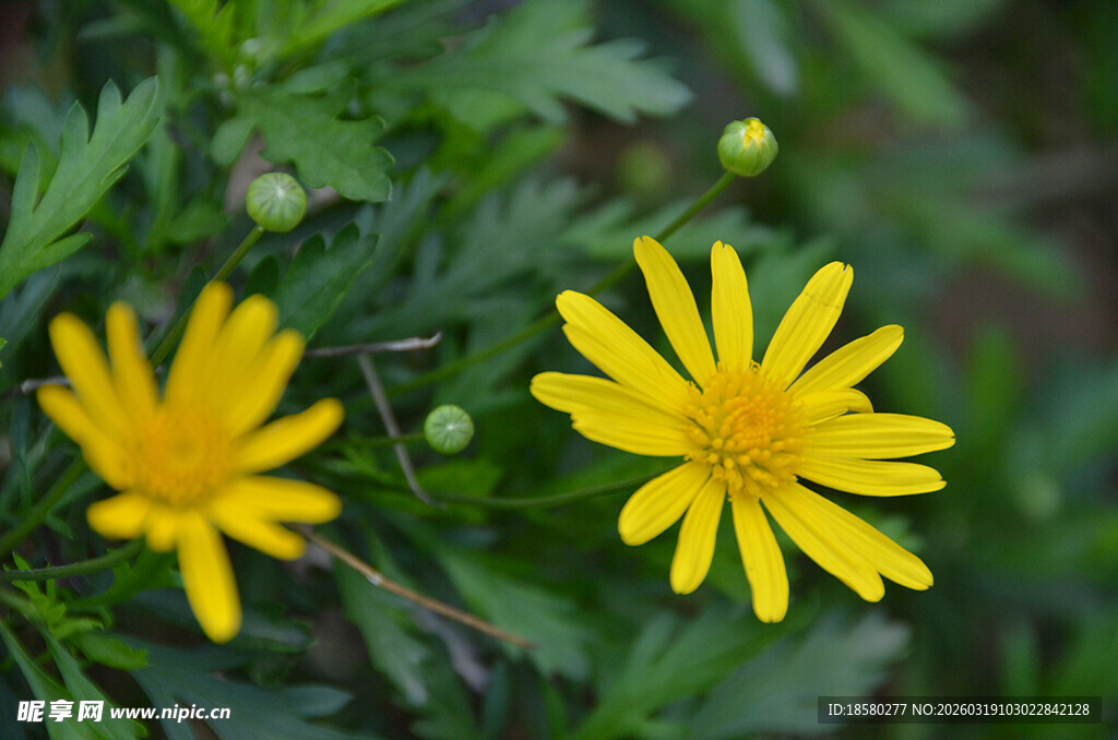 两朵黄色小花绽放绿叶间
