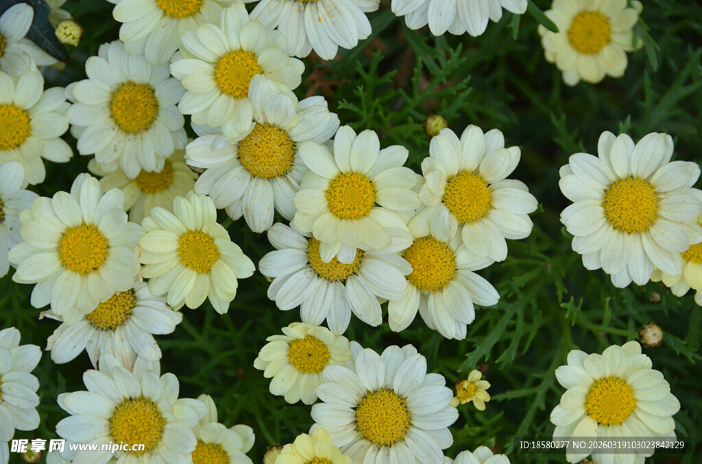 白色雏菊玛格丽特绽放于绿丛中