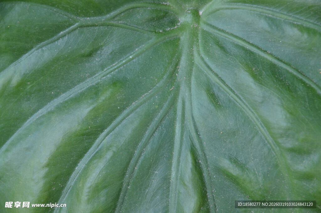 巨大翠绿的海芋叶片纹理