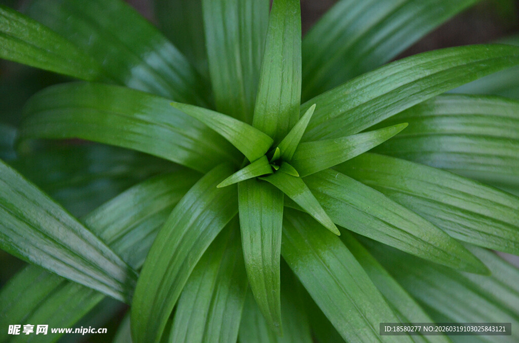 百合叶翠绿叶片特写的清新植物