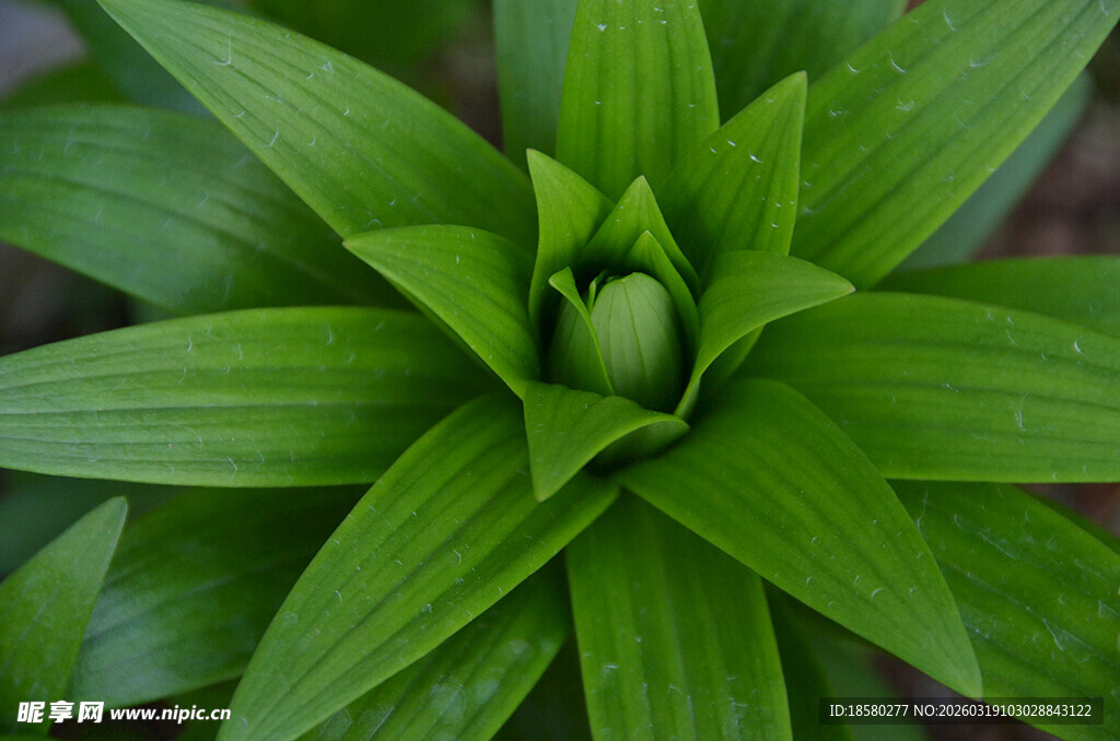 百合叶嫩绿舒展的清新植物