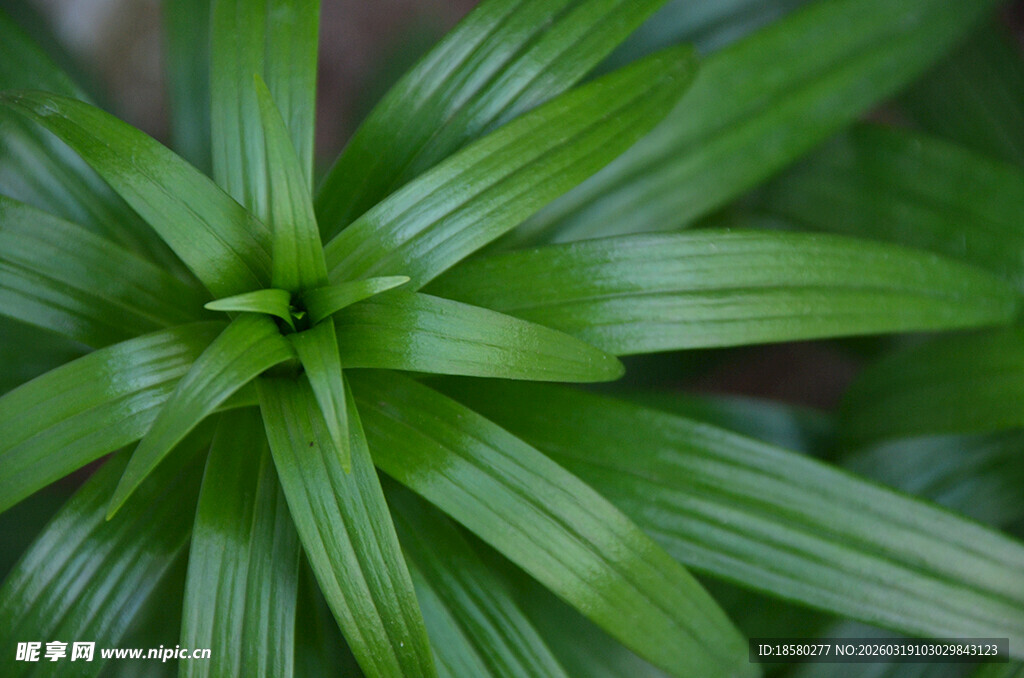 百合叶翠绿星状叶片特写
