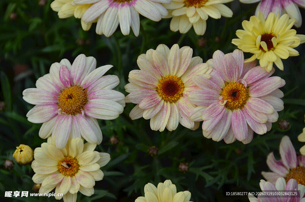 多彩玛格丽特雏菊绽放
