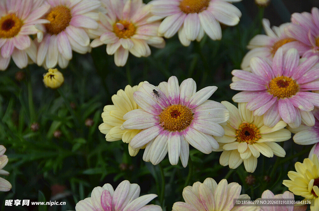 多彩雏菊玛格丽特绽放