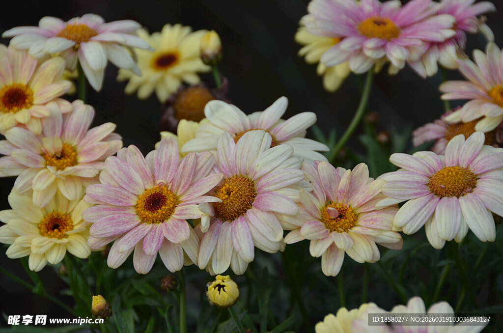 多彩雏菊绽放
