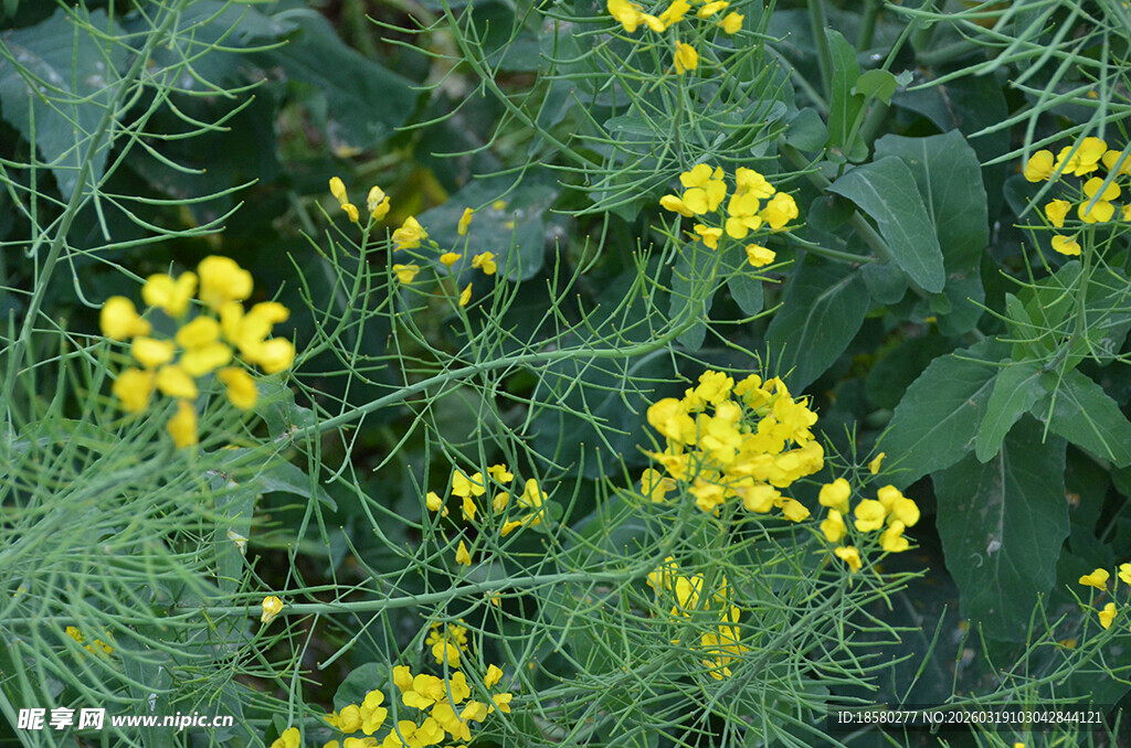 黄色小花油菜花绽放绿叶间