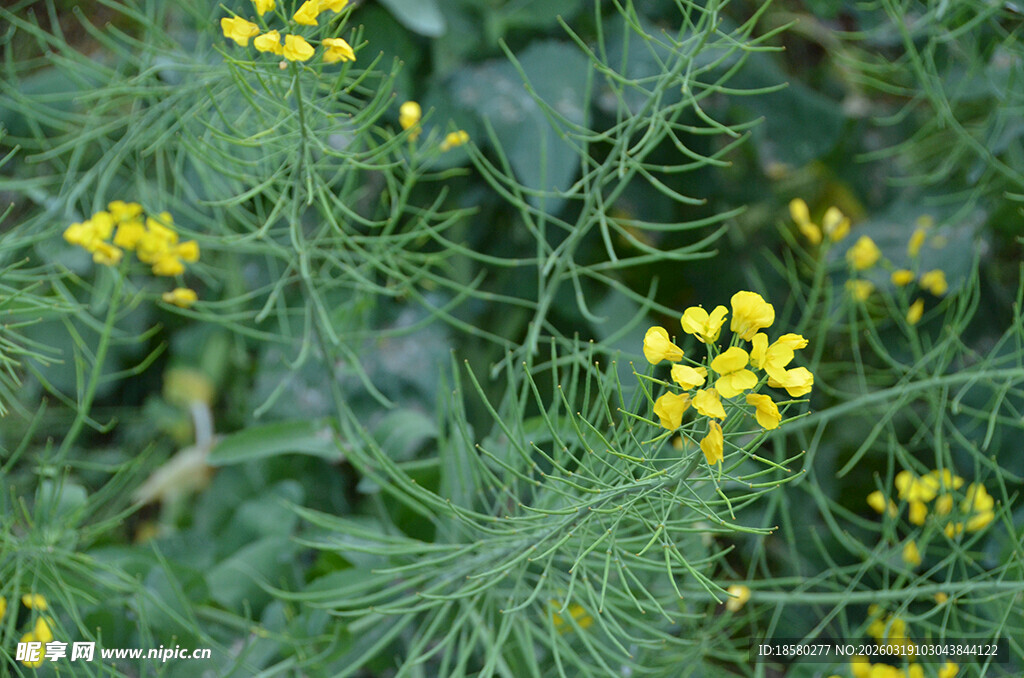 黄色油菜花小花绽放于绿叶间