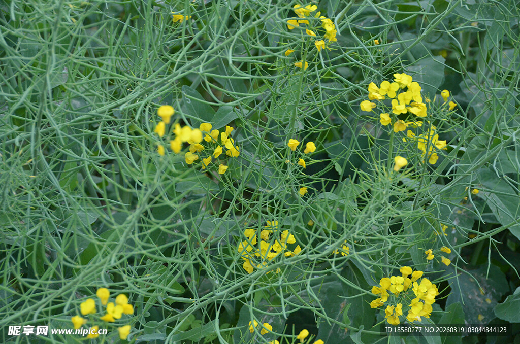 田野中的黄色小花绽放