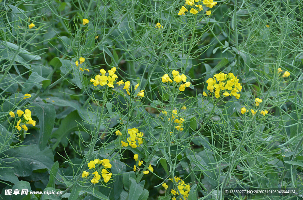 田野中的黄色油菜花