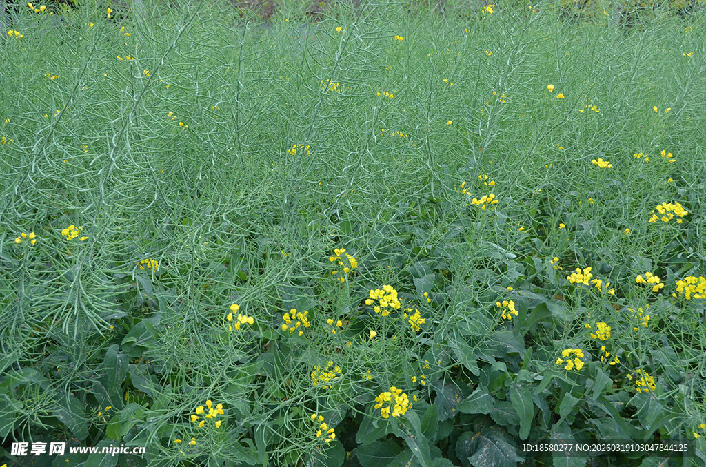 田野中绽放的黄色小花