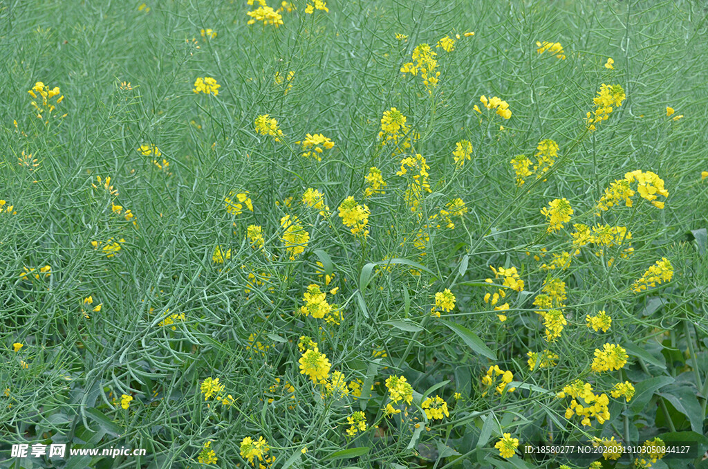 春日油菜花田美景
