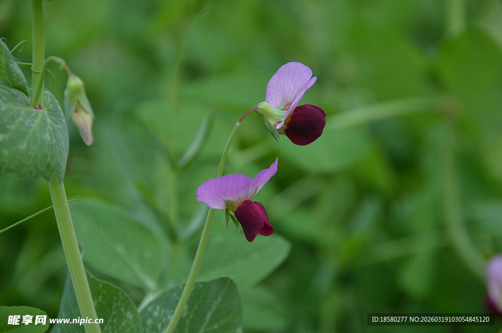 紫色豌豆花绽放于绿叶间