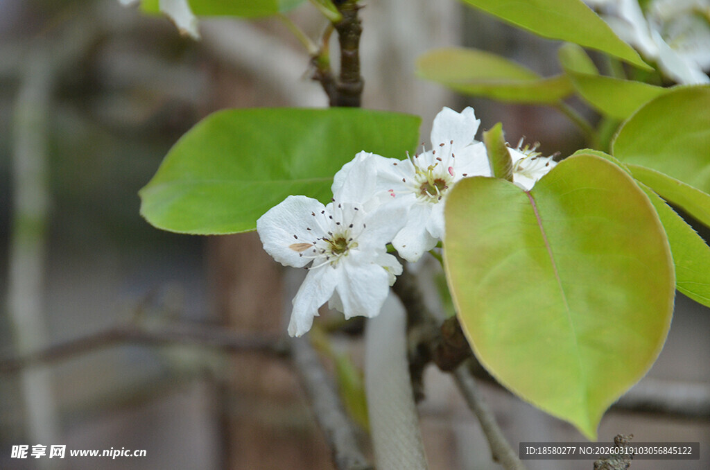 梨花李花枝头绽放的素雅白色花朵