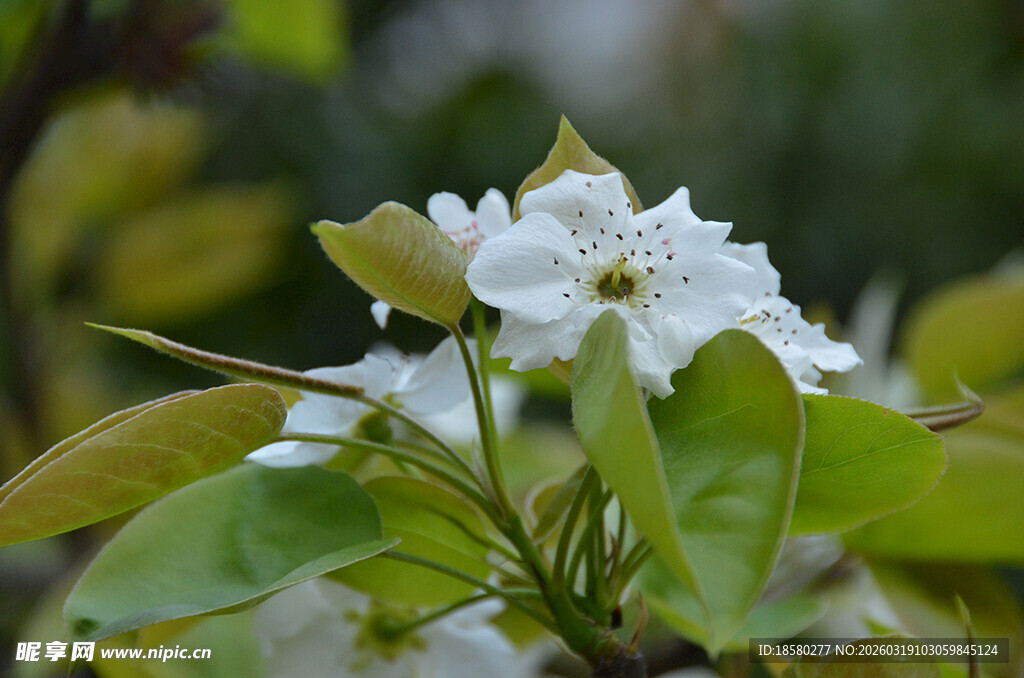李花杏花洁白梨花绽放绿叶间