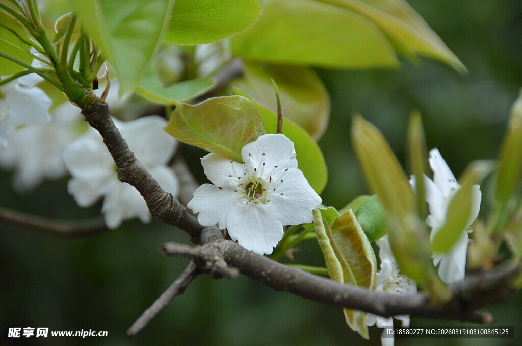 梨花李花杏花枝头绽放的白色花朵