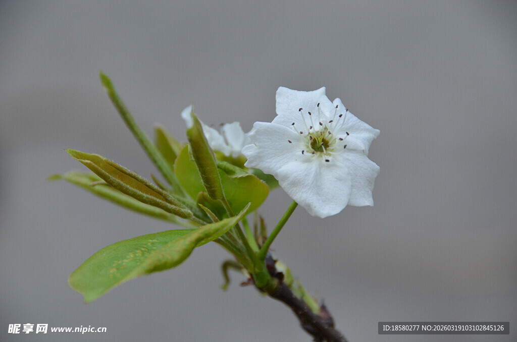 枝头绽放的洁白梨花