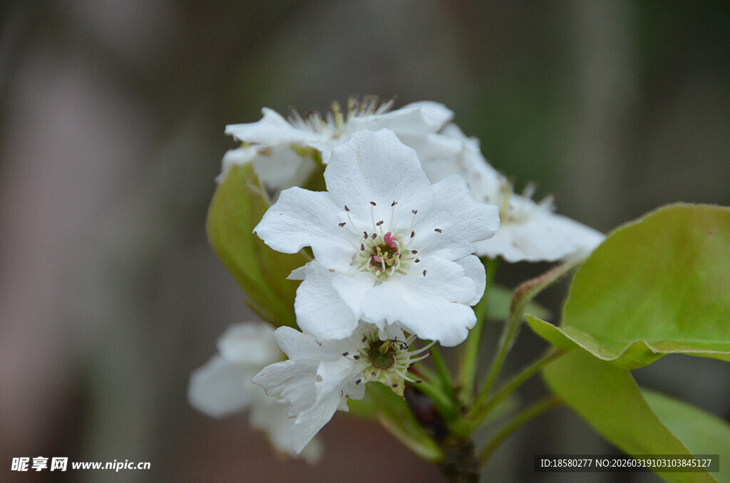 梨花李花杏花洁白梨花绽放枝头