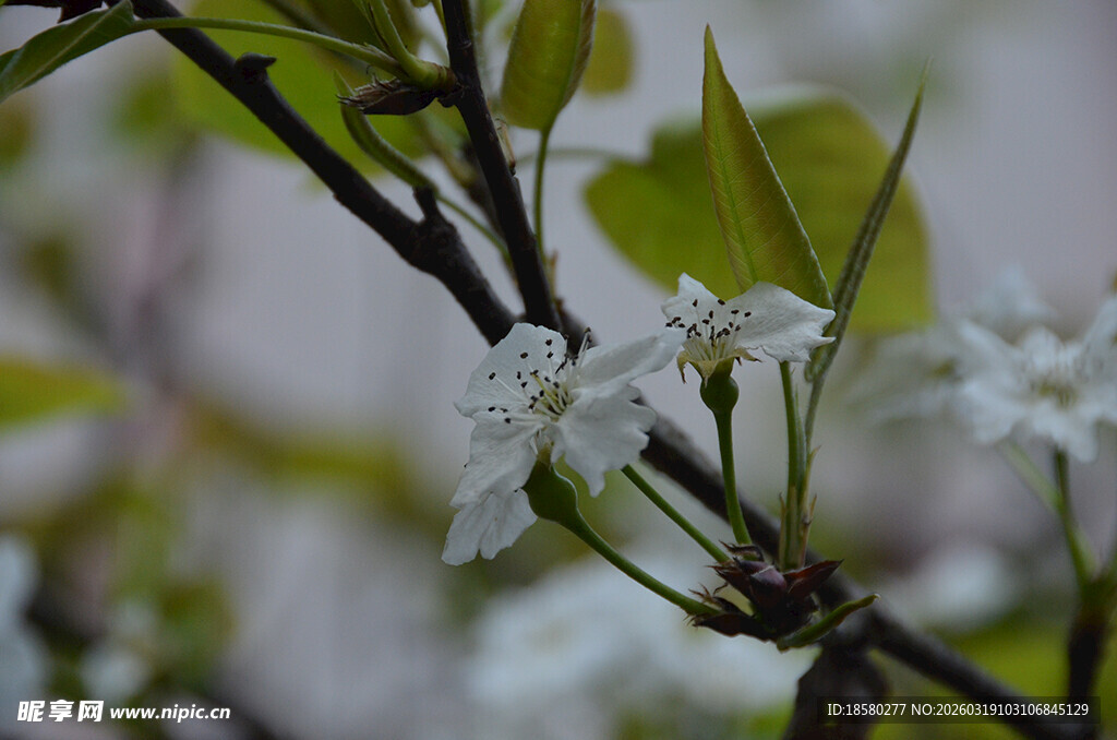 梨花李花枝头绽放的洁白小花