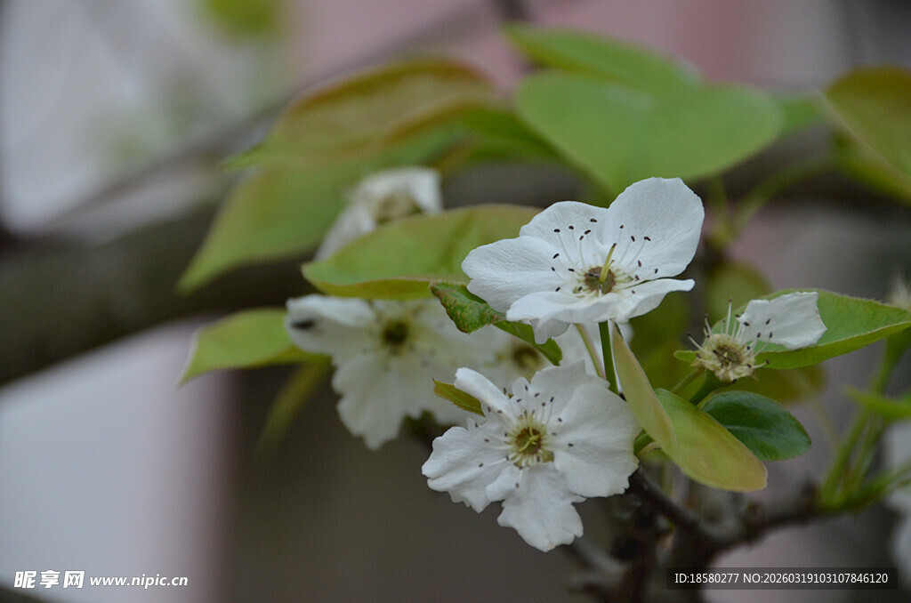 梨花李花枝头绽放的素雅白色花朵