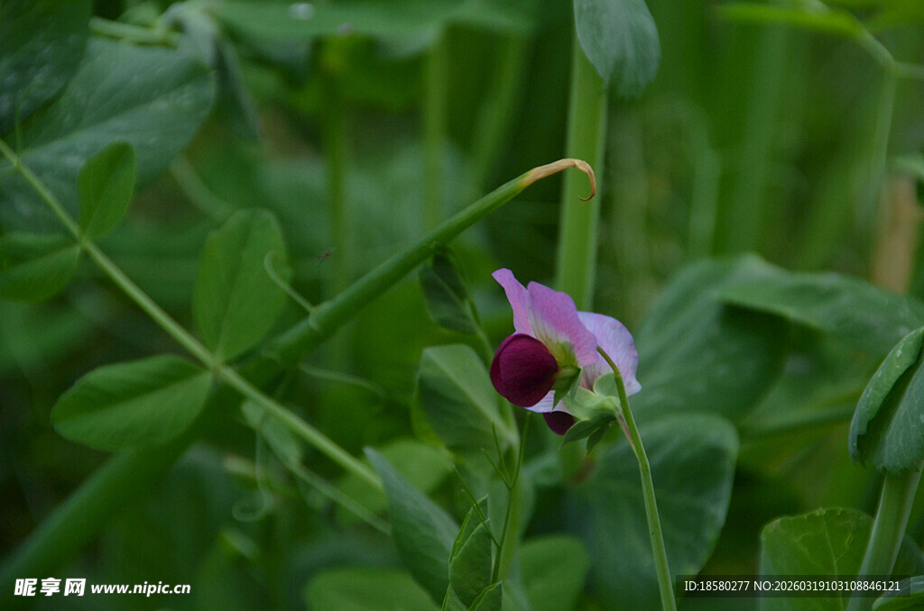 紫色蚕豆花绽放绿叶间