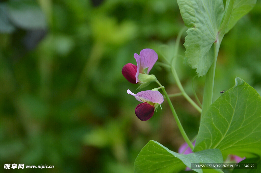 紫色豌豆花特写