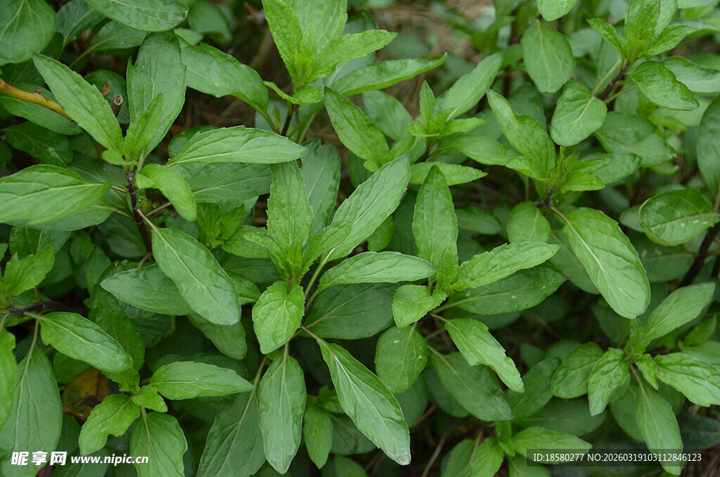 翠绿清新的薄荷植物叶片