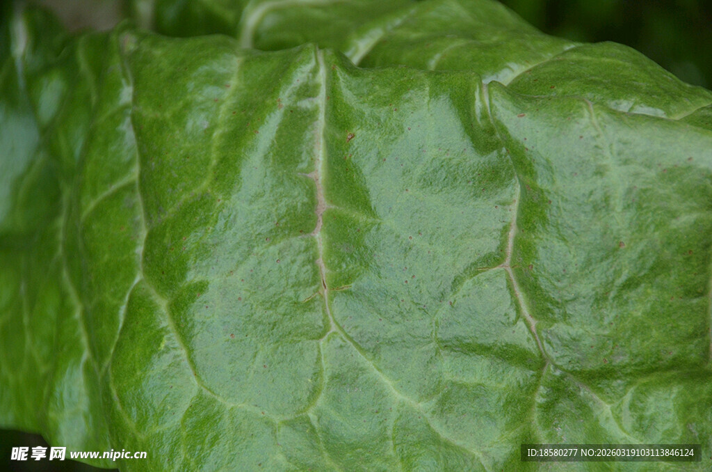 鲜绿生菜叶片特写