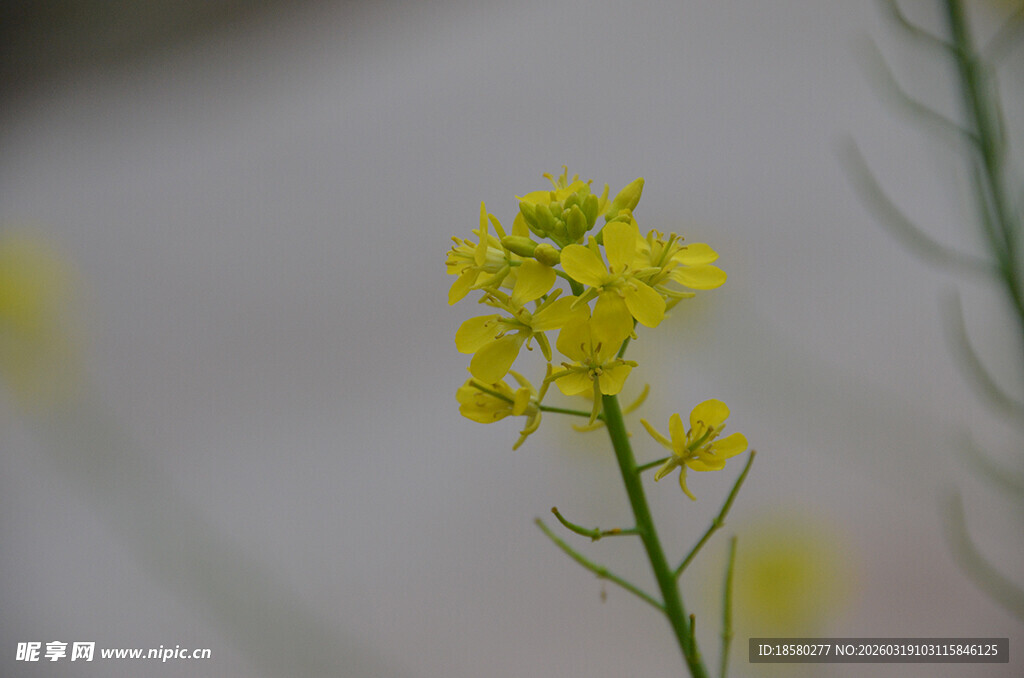 一枝黄色小花绽放油菜花