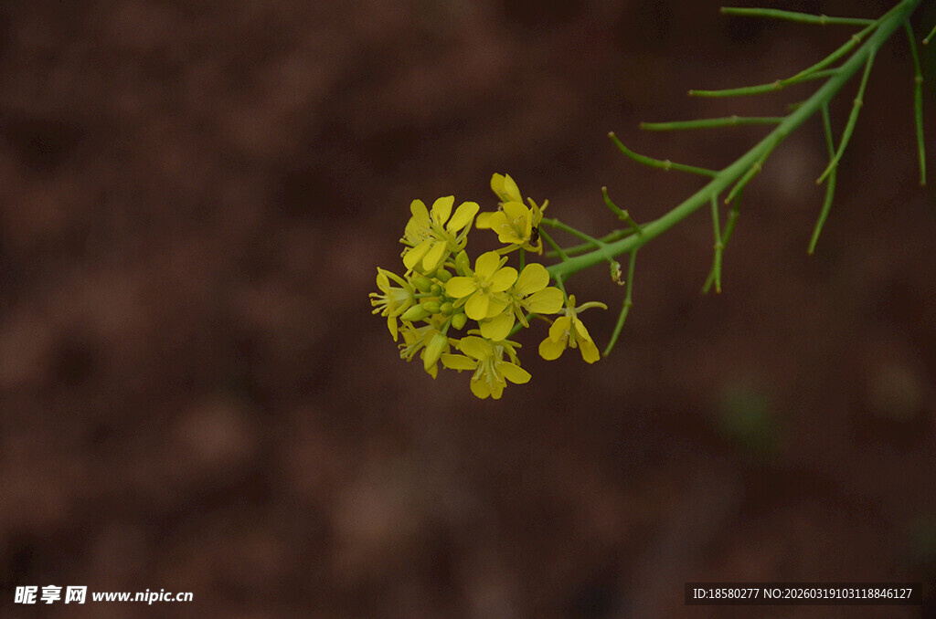 油菜花一枝黄色小花特写