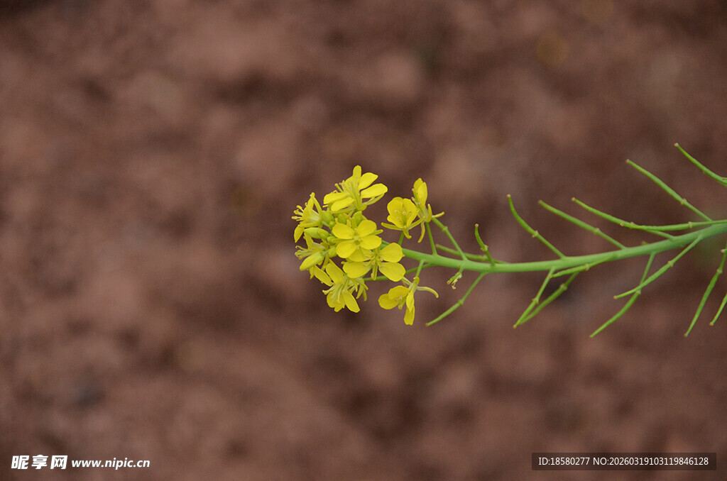 一枝黄色小花特写