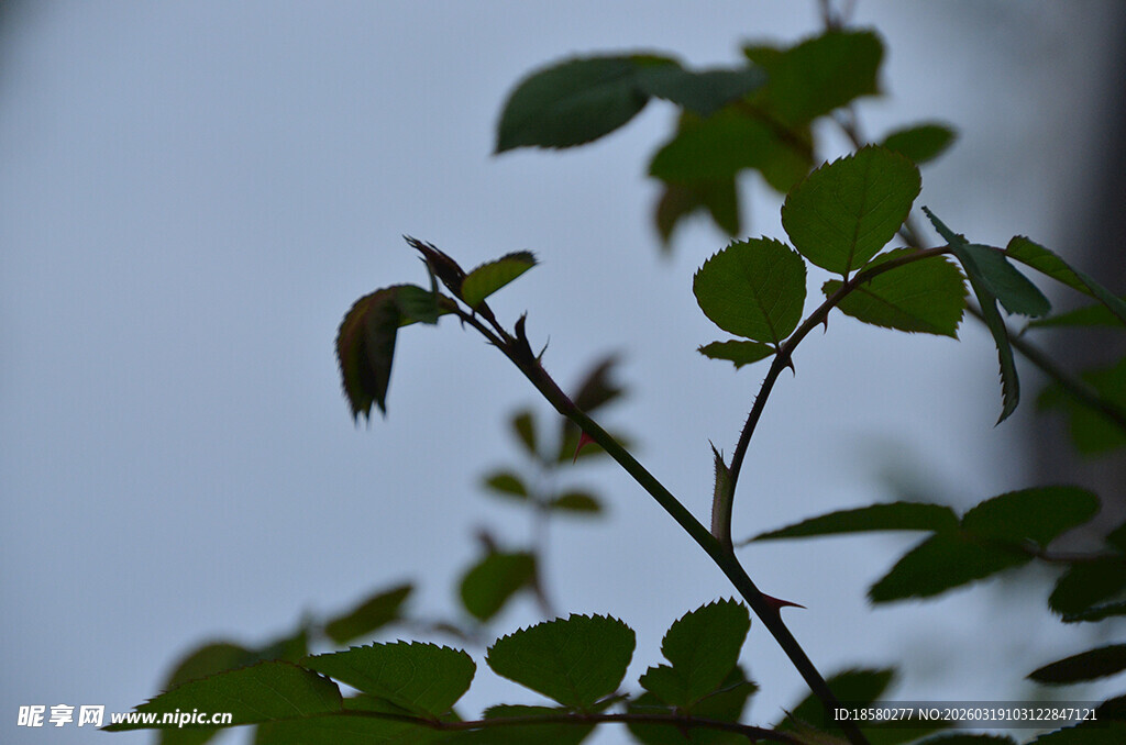 嫩绿枝叶展现盎然生机