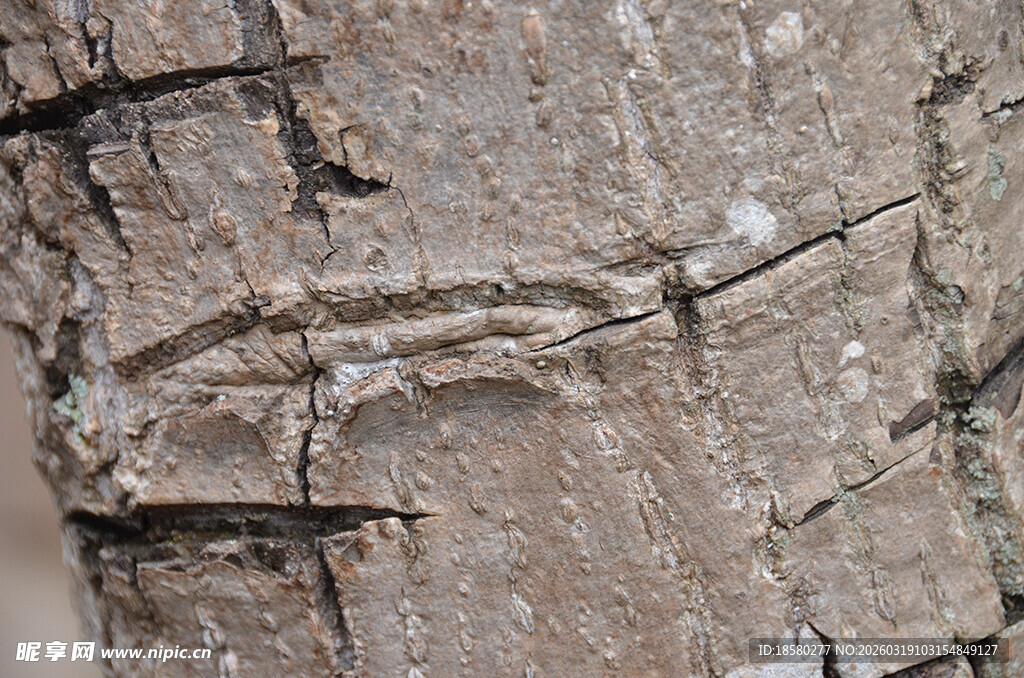 树干上的神秘刻痕